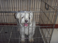 전북 전주 어은로45-1 남원추어마을에서 말티즈 발견 보호