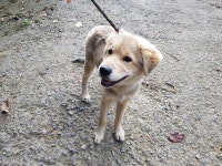 경기 광주시 도척면 방도리에서 갈색 어린 강아지 발견 보호