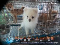 경기 의정부 용현로에서 포메라니안 발견 보호