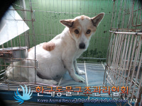 경기 포천 신북면 신평로에서 갈흰색 강아지 발견 보호