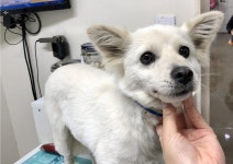 전북 전주 색장동 GS덕산주유소에서 흰색 강아지 발견 보호