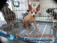 서울 송파구 백제고분로에서 갈색 미니어쳐 핀셔 발견 보호