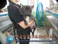 서울 종로구 사직로9길 사직파출소 인근에서 프렌치 불독 발견 보호