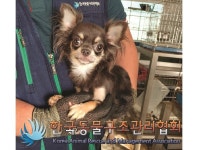 서울 강남구 대치동에서 치와와 발견 보호