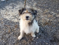 경기 광주시 중대동 물빛공원에서 검흰색 강아지 발견 보호