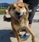 충남 아산 송악면 동화리 버스정류장에서 흰갈색 강아지 발견 보호