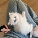 생애 첫 동물병원 방문한 고양이의 반응..엄마가 미용실 간댔는데