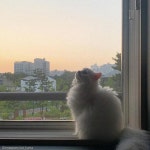 생애 첫 동물병원 방문한 고양이의 반응..엄마가 미용실 간댔는데