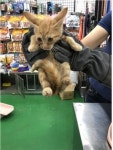 충남 부여 가탑리에서 노랑줄무늬 어린 고양이 발견 보호..빌라 앞에서 울고 있던