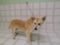 경기 가평 화악리에서 갈색 강아지 발견 보호