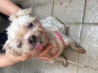 울산 울주 구영리에서 말티즈 발견 보호