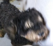 경북 영덕 영해면 예주2길에서 검정색 강아지 발견 보호