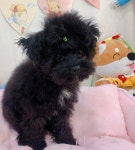 인천 부평 동수로120번길에서 푸들 발견 보호