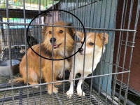 경남 창원 웅동로 해오름아파트 상가 안에서 갈색 강아지 2마리 발견 보호