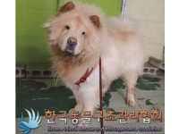 경기 양주 회정로 한국아파트에서 차우차우 발견 보호