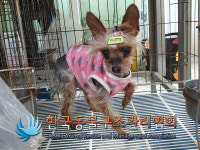 서울 동대문구 장한로14길에서 요크셔 테리어 발견 보호