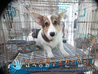 서울 노원구 덕릉로에서 웰시 코기 펨브로크 발견 보호
