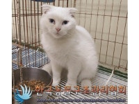 서울 서대문구 간호대로에서 스코티시폴드 고양이 발견 보호