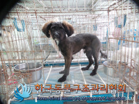 서울 영등포구 신길동 대방지하차도 일대에서 갈검정색 강아지 발견 보호