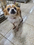 충북 청주 개신동 롯데리아 맞은편에서 흰갈색 강아지 발견 보호