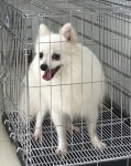 충남 서산 대산읍 신한은행 뒤 명품관에서 스피츠 발견 보호