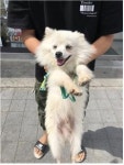 충남 부여 부여중학교 버스정류장 앞에서 흰색 강아지 발견 보호..길거리 배회