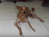 전북 전주 예우랑사거리 도로에서 황색 강아지 발견 보호