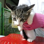 인천 남동구 구월로 힐스테이트에서 검흰색 어린 고양이 발견 보호