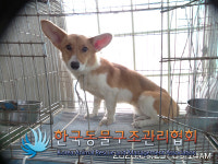 서울 금천구 가산로88에서 웰시 코기 발견 보호