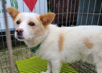 경남 창원 신항동로 부영2단지 앞에서 흰갈색 강아지 발견 보호