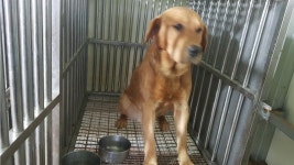 경북 문경 문경소방서에서 래브라도 리트리버 발견 보호