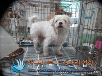경기 동두천 상패로210-9에서 말티즈 발견 보호