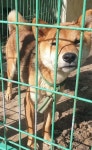 강원 화천 화천농업기술센터에서 갈색 강아지 발견 보호