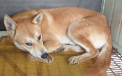 경기 화성 향남읍 백토리에서 흰황색 강아지 발견 보호