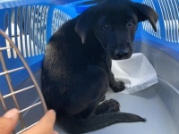 인천 서구 가석파출소에서 4개월령 흰검정색 강아지 발견 보호