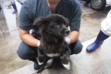 제주 서귀포시 광평리 만불사에서 검정 강아지 발견 보호