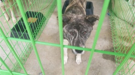 경북 울진군 후정2리 마을회관에서 호구색 강아지 발견 보호