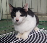 충남 아산 신창 다소미아파트에서 턱시도색 고양이 발견 보호