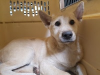 충남 아산 음봉면 삼동로에서 크림색 강아지 발견 보호