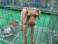 충북 충주 칠금초등학교에서 푸들 발견 보호