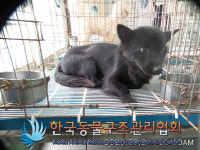 경기 구리 토평동 천지산업 앞 배수로에서 검정 강아지 발견 보호