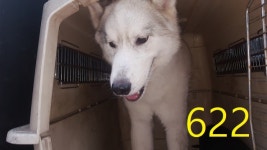 인천 계양 계산동에서 시베리안 허스키 발견 보호