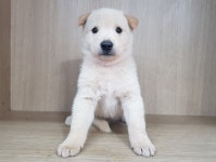 경기 광주시 오포읍 능평리에서 흰색 50일령 강아지 발견 보호..어미 잃은 새끼