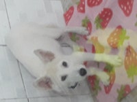 서울 용산구 서빙고로에서 진돗개 발견 보호