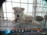 경기 김포 김포한강8로에서 흰색 강아지 발견 보호