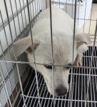 충남 서산시 양유정공원에서 흰색 강아지 발견 보호