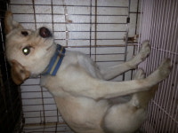 전북 전주 공구의거리에서 파란 목줄 흰색 강아지 발견 보호