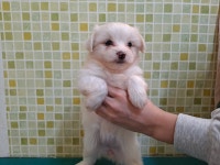 충남 아산 염치읍 CU염치점 주변에서 새끼 강아지 3마리 발견 보호