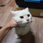 강원 속초 청학동에서 흰색 고양이 발견 보호..회색목줄에 초록방울