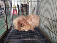 경기 남양주 금곡동에서 갈색 강아지 발견 보호..푸들 추정